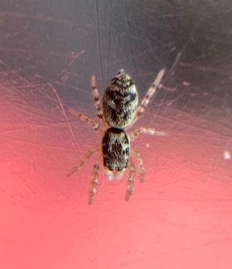 Réf. 315 305 : Salticus sp.